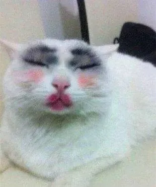 丑的看不下去的猫咪长什么样，养一只这样的猫咪，主人绝对是真爱