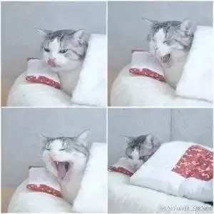 据说这是喵喵版的“寒假写真”？