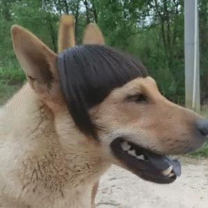 养一只“中华田园犬”，有哪些优势？