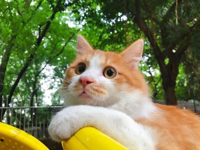 为什么大家都喜欢养公猫？并不是“重男轻女”，背后有这些原因