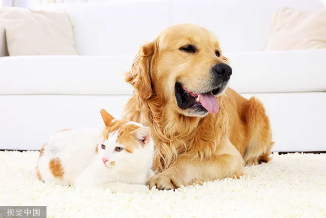 如果有选择，我一定不做猫这个东西