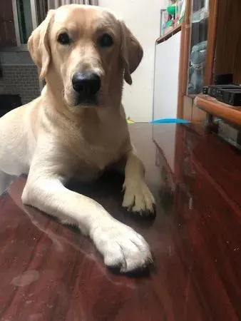 下班吃饭被情勒！哀怨拉拉“整只塞眼前”施压求散步姐压力超大