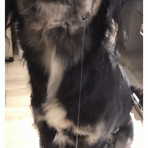 吃货狗子的口水有多夸张……网友：这是水龙头没关？