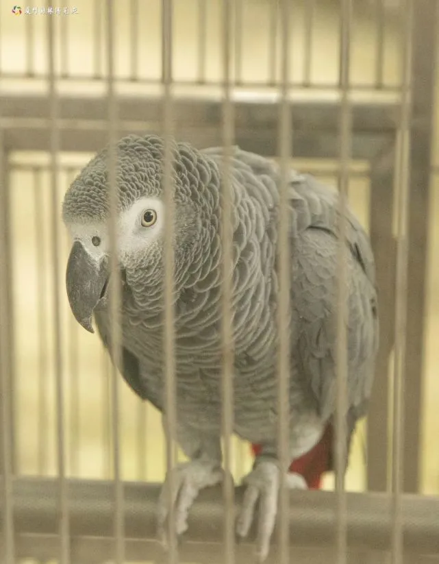 园博苑里住着一群鹦鹉，有的很搞笑、有的是“学霸”，不想来看看吗？