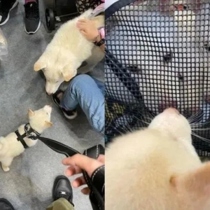 小白柴向铲屎官撒娇讨摸摸，兴奋到“双耳消失”秒变萌海豹