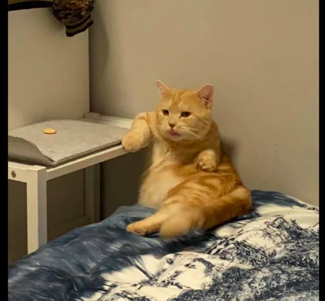 猫咪坐在床上爪子还搭在桌子上，一副大佬的坐姿：还不快来拜见！