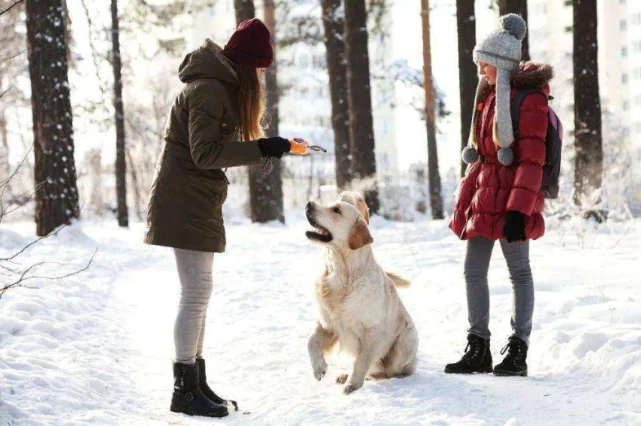 降温了，养这些“怕冷”的狗，要记得帮它们添衣