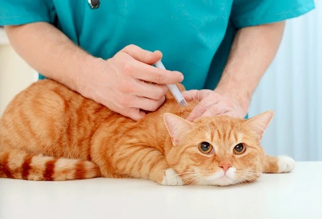 铲屎官的焦虑：猫三联疫苗大范围缺货，医院1天仅供应2针，价格暴涨2倍