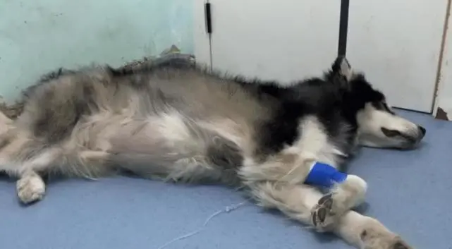 陕西一狗子去世前用尽全力跟主人拜别，主人：6年前捡的生病小狗