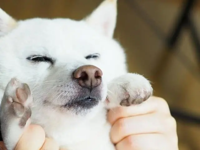 买柴犬需要注意些什么？要花多少钱？