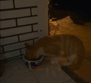 流浪橘猫带女友上门蹭饭，被人嫌弃脸大，当场气到绝食！