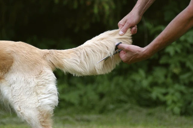 对于狗狗来说，这几个地方是“命门”，打不得！