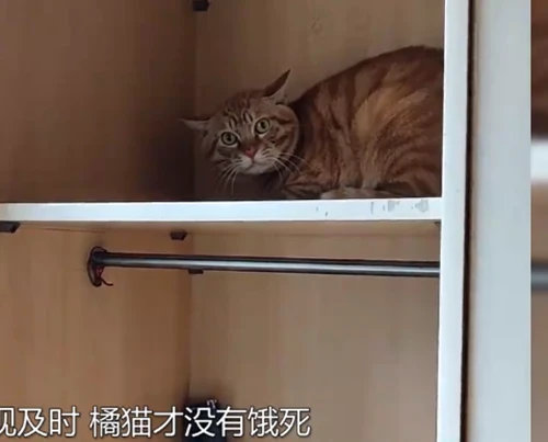 合租室友搬家时丢下橘猫，饿了好几天才被发现：可怜的小家伙