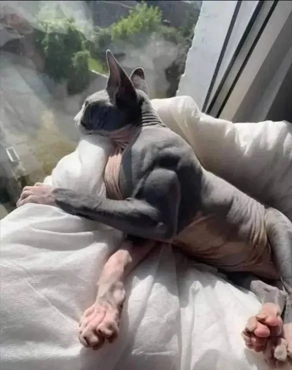 无毛猫因浑身充满肌肉而走红网络！主人却不为此开心