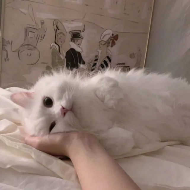 “打了猫一巴掌，差点要了猫命”，提示：千万不要打猫这些部位