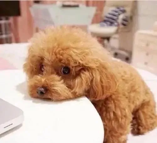 三个月大的小泰迪咬人，打它的话还吼我，该怎么办？