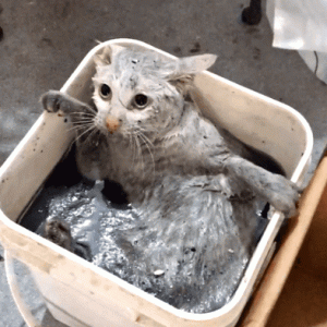 网友：“不想养猫后，我故意将猫放走了”