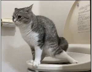 真正拥有“高智商”的猫咪，会有这几种表现，装不出来的