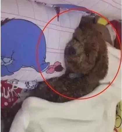 女主因怀孕将泰迪送给老妈养，一年后再见泰迪时，女主忍不住泪目