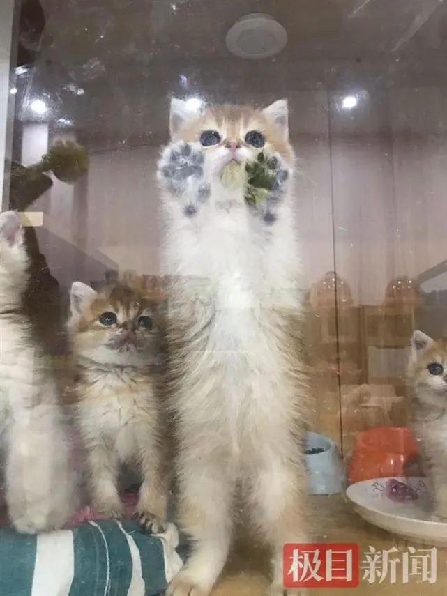 月薪8000起，上班撸猫，你愿意做一位猫粮品尝师吗？