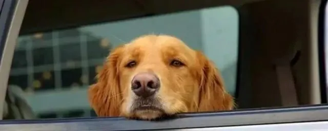 狗狗“晕车”怎么办？试试这几个方法！