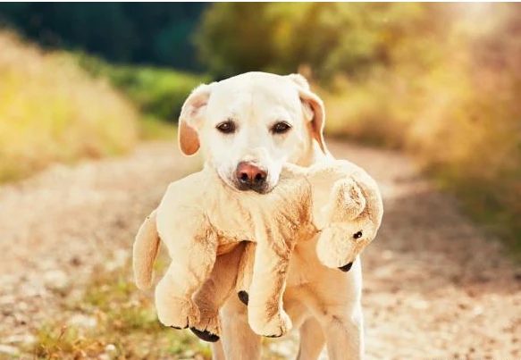 狗狗常见的7个“道歉方式”，铲屎官不懂，算白养狗了！