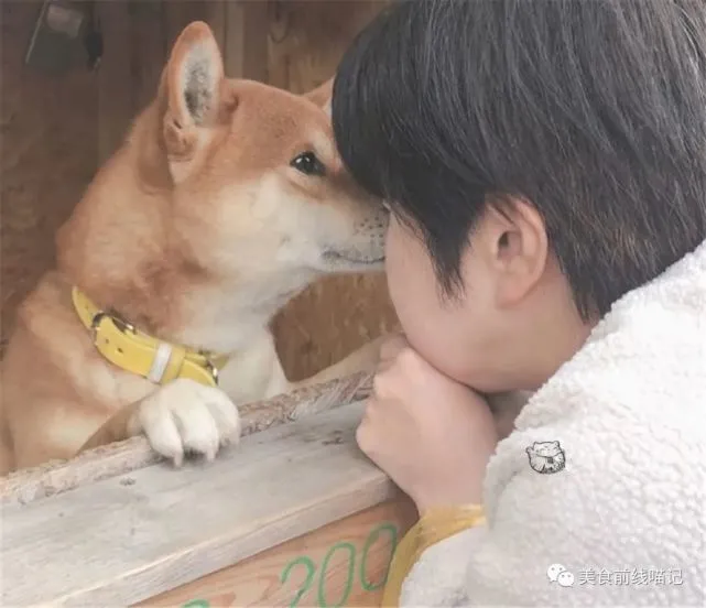 柴犬当家，兢兢业业贩卖烤地瓜，网友：店老板真可爱