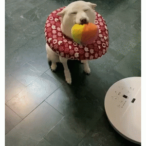 刚做完手术，白柴就坚持叼球到门口迎接家人，这个举动让人心疼坏了……