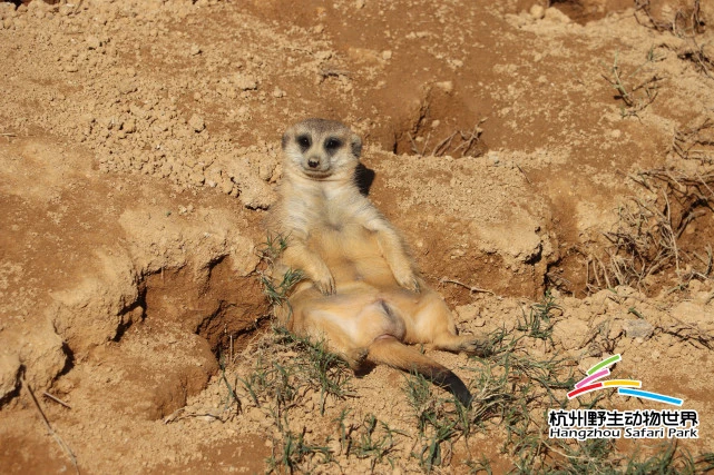 “流浪太阳”回归！资讯萌宠们开启“晒晒晒”活动