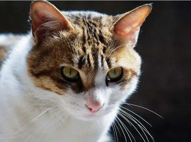 这4种猫，已经被“禁养”了，别傻傻不清楚