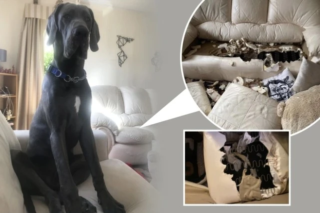 主人刚离开五分钟 大丹犬就把沙发撕成碎片