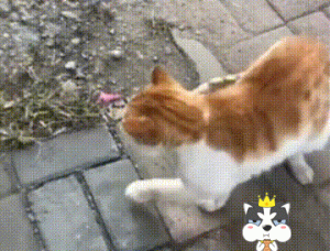 流浪猫不停对路人叫唤，好心人靠近一看，立马吓得头皮发麻！