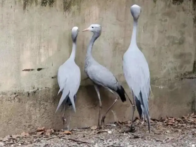 上海动物园小爪水獭女王“大头”重出“江湖”！新生蓑羽鹤和蓝鹤宝宝