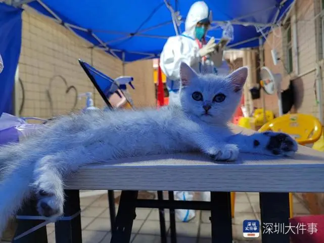 小奶猫再访管控区指挥部！它的主人给深圳抗疫人员送来陈皮茶