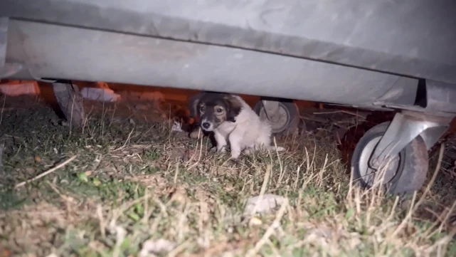 被主人丢弃的狗狗，获救后担心自己被抛弃，主动选择睡脚垫