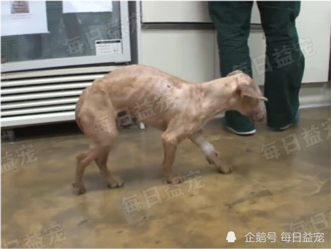 狗狗吠叫惹人反感，主人害怕得罪邻居，将它赶出家门后又遭虐待