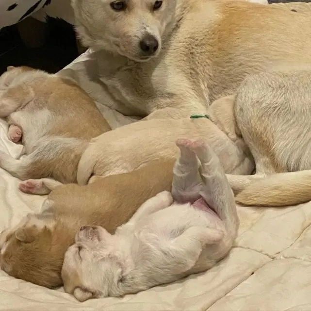 网友家狗子生了四只狗宝宝，其中一只亮了……它超可爱！