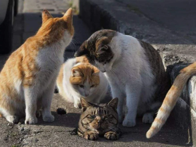 【青未了】山谷百合 | 一只猫的爱情（五）