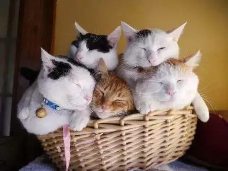 “6年养了10只猫，为宠物买房”：你养宠物，做了哪些疯狂事？