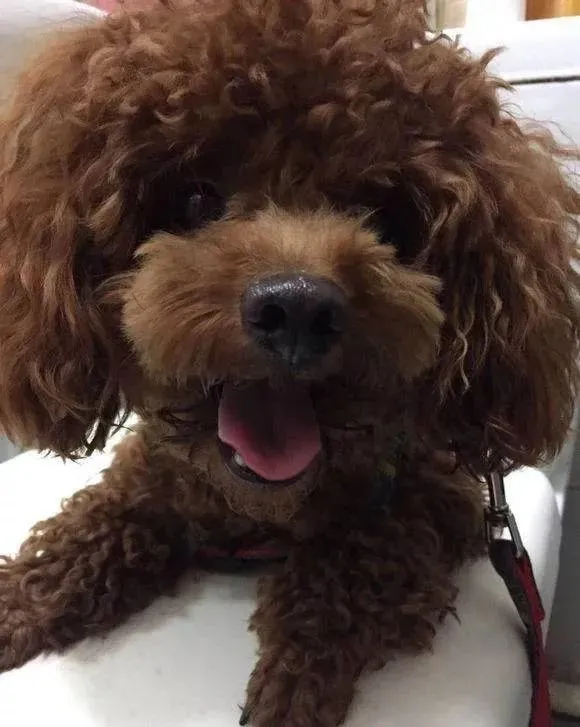 泰迪丢了主人独自徘徊街头，模样看起来快哭了，女孩果断领回家