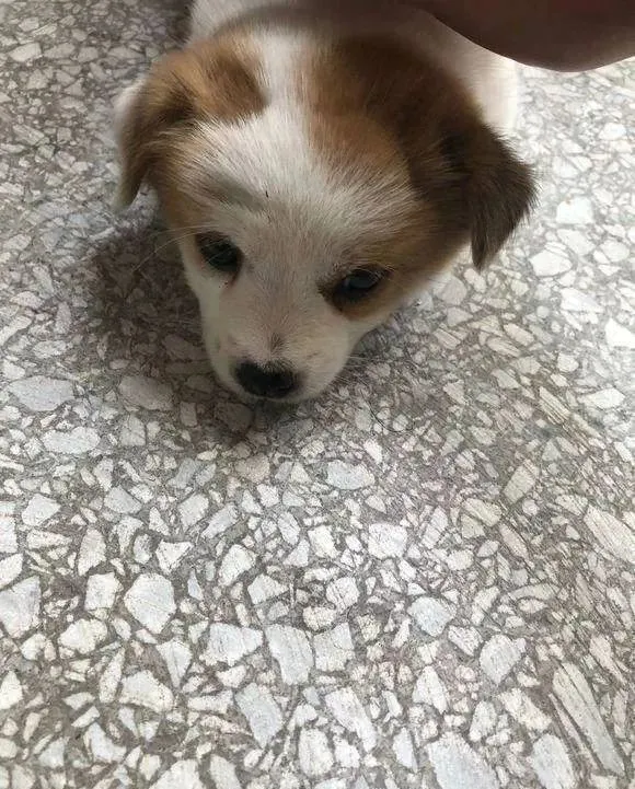 流浪狗跟女孩到单位门口，看到她的无奈后小家伙自己懂事的离开了