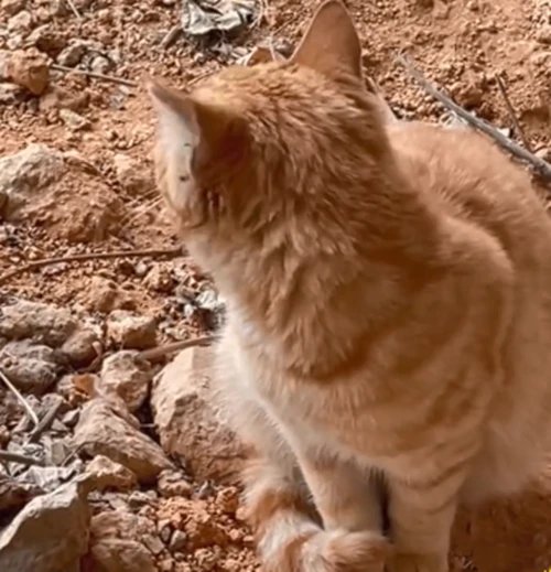 网友投喂流浪橘猫，一段时间后发现被“骗”了：猫心不会痛吗？