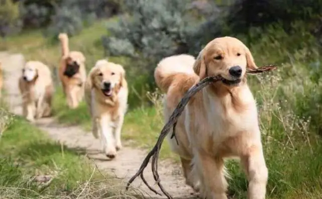 养了一只金毛后，就没有一天停止过后悔