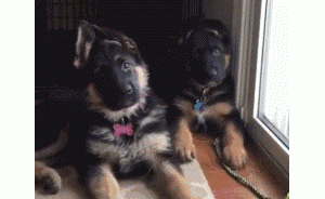 “通人性”的3种狗，别错过了，对它好就把当你是“唯一”！