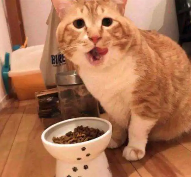 猫咪“喜欢你”和“混口饭吃”的区别，太真实了