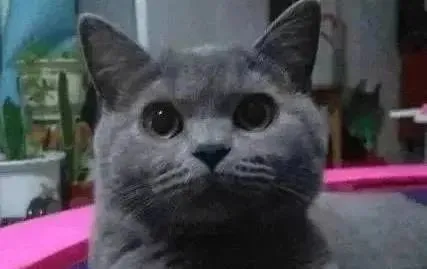 买了一只蓝猫送父母，一年后回家却画风突变，主人：这是啥玩意？