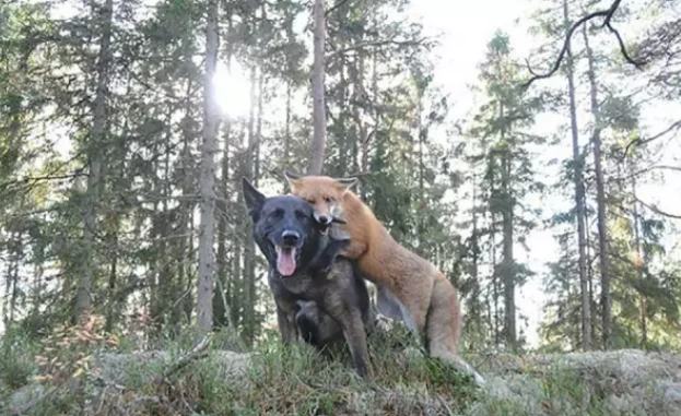 网曝一动物园“狗狼同笼”！结果…“狗粮”吃撑了！