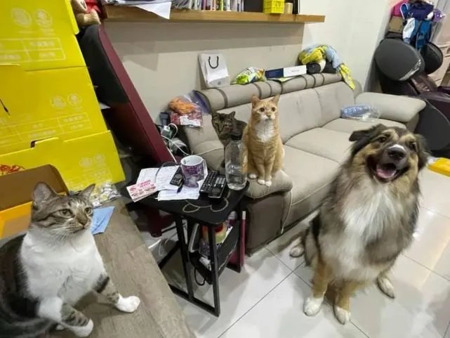 猫趣｜刚躺下，70斤的狗狗便跳了上来，铲屎官直呼：这份爱承受不来