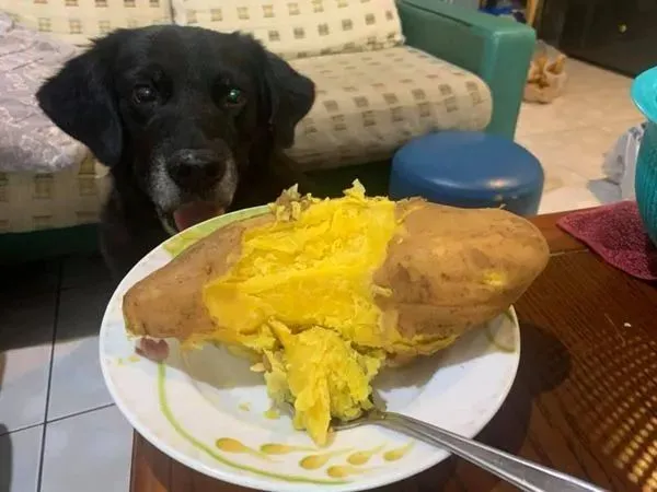 吃货汪11年眼神始终如一，见地瓜“眼睛发亮”大口往嘴送