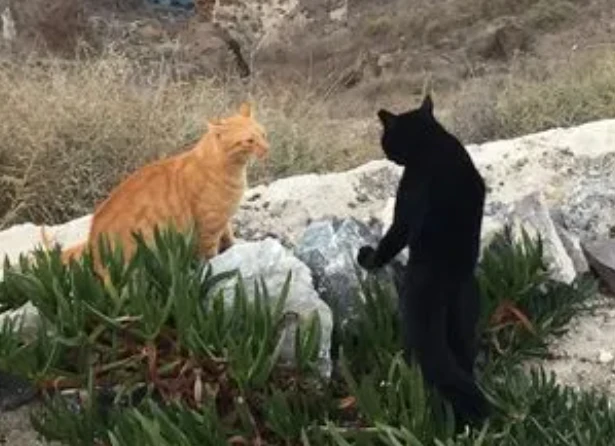 【青未了】山谷百合｜一只猫的爱情（四）